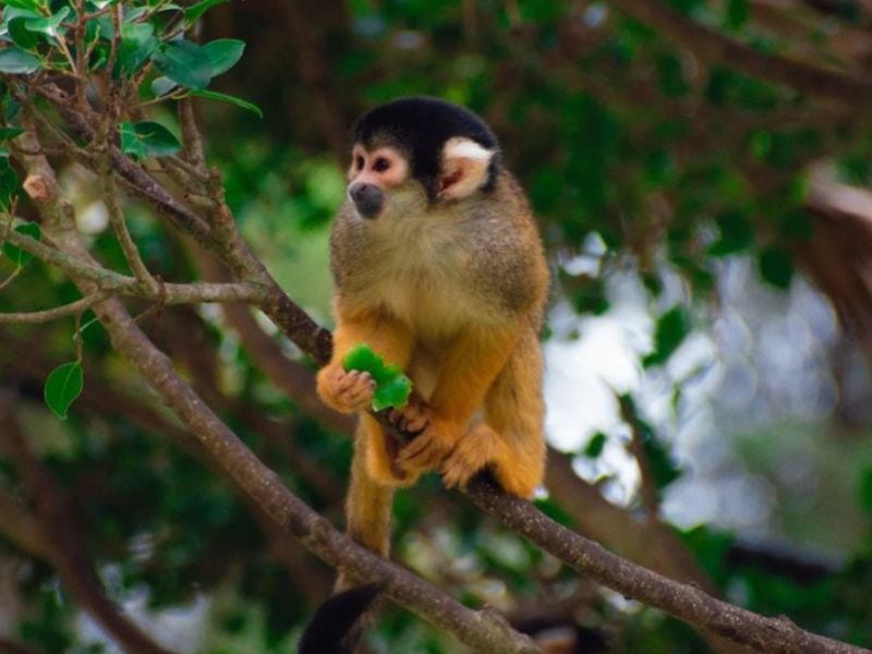  Lagos Zoo Algarve monkey