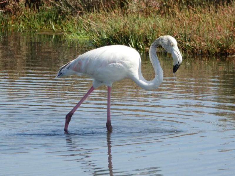 Ludo Trail Faro flamingos