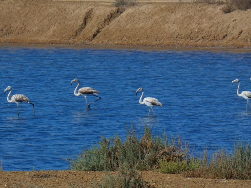 Reserva Natural do Sapal Algarve